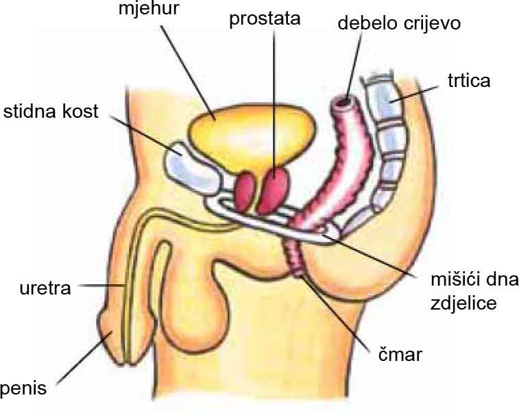 Prostatitis zene