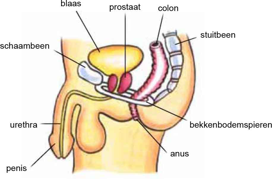 Pelvic Floor Muscles