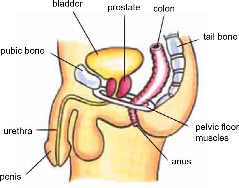 The Prostate And Bladder Problems in Hungarian | Continence Foundation of Australia