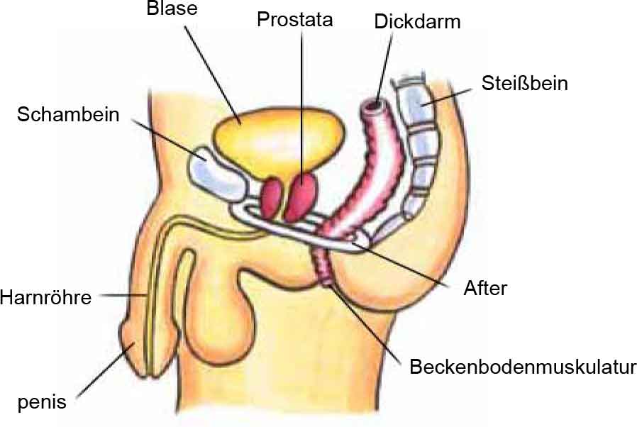 Pelvic Floor Muscles