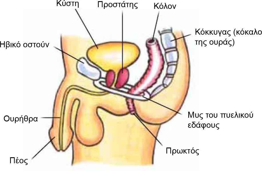 Pelvic Floor Muscles