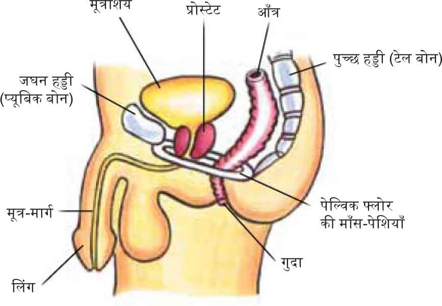 prostate infection symptoms hindi)