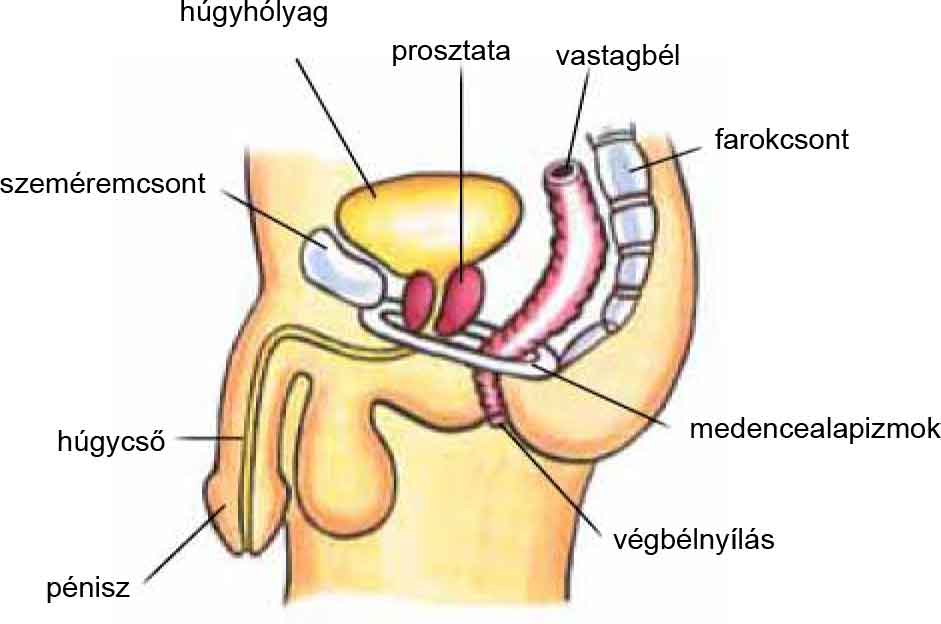 Prostatitis vagy bél