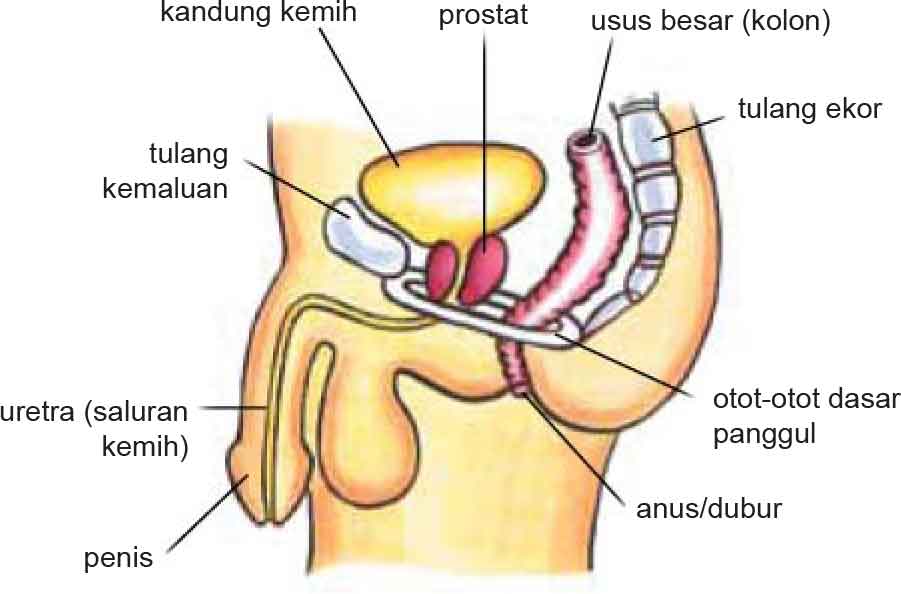 Pelvic Floor Muscles