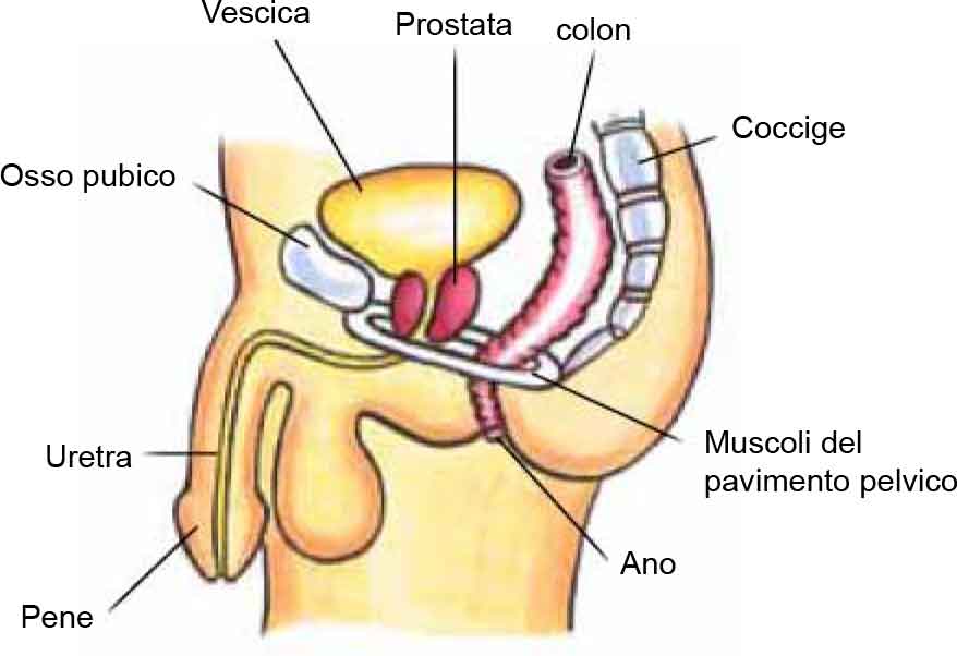 prostata bolile prostatei