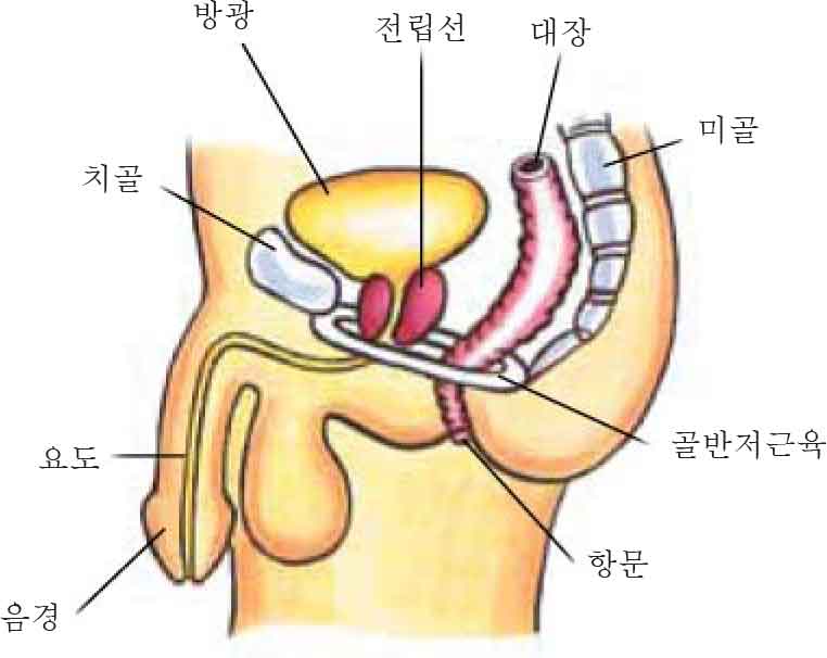 Pelvic Floor Muscles