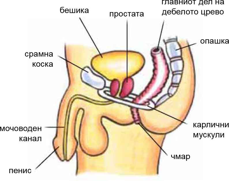 Pelvic Floor Muscles