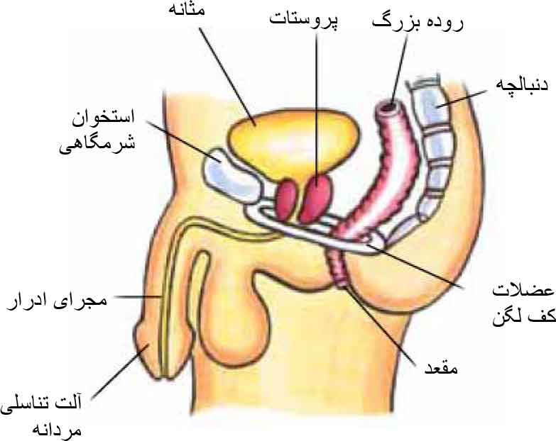 Pelvic Floor Muscles