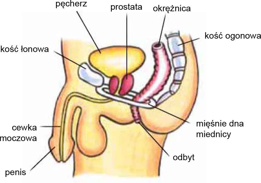 Pelvic Floor Muscles