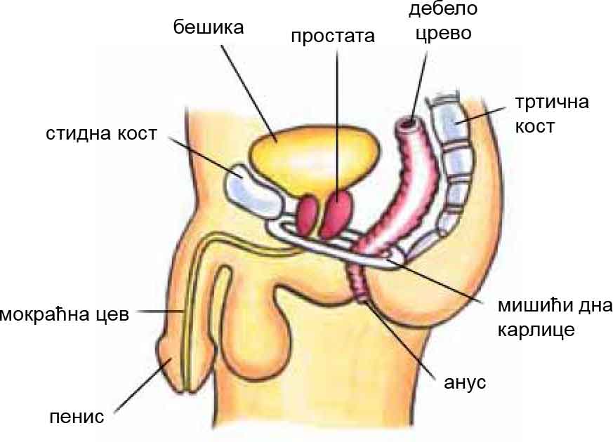 Pelvic Floor Muscles