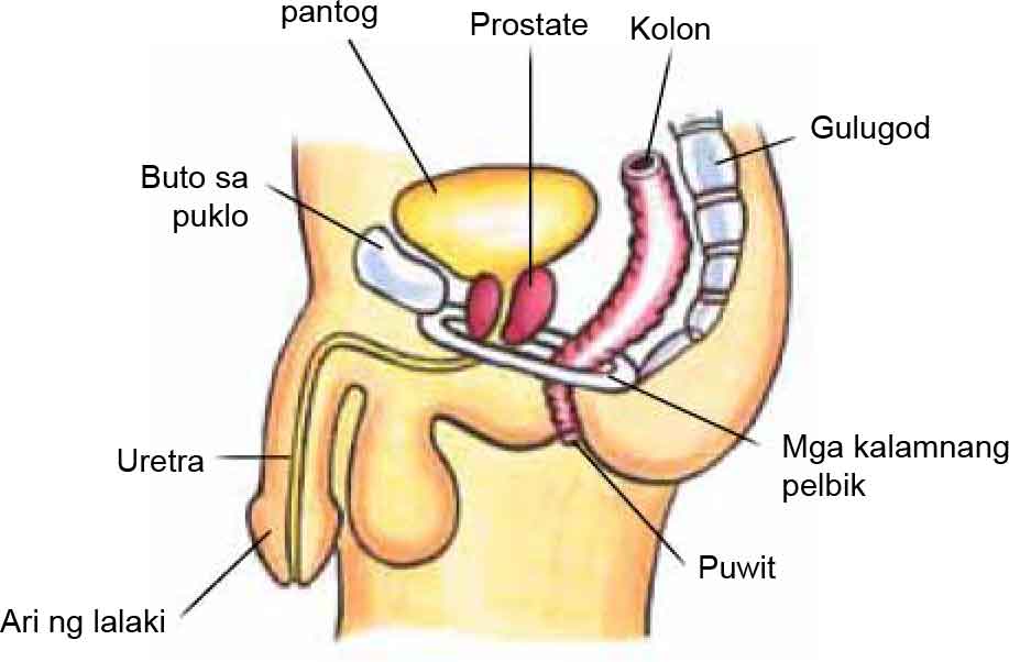 Pelvic Floor Muscles