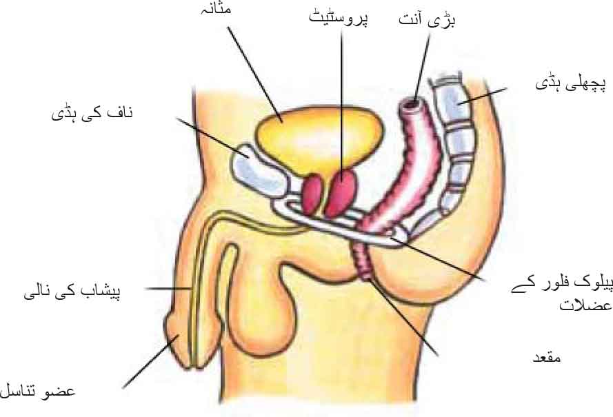 The Prostate And Bladder Problems in Urdu | Continence Foundation of  Australia