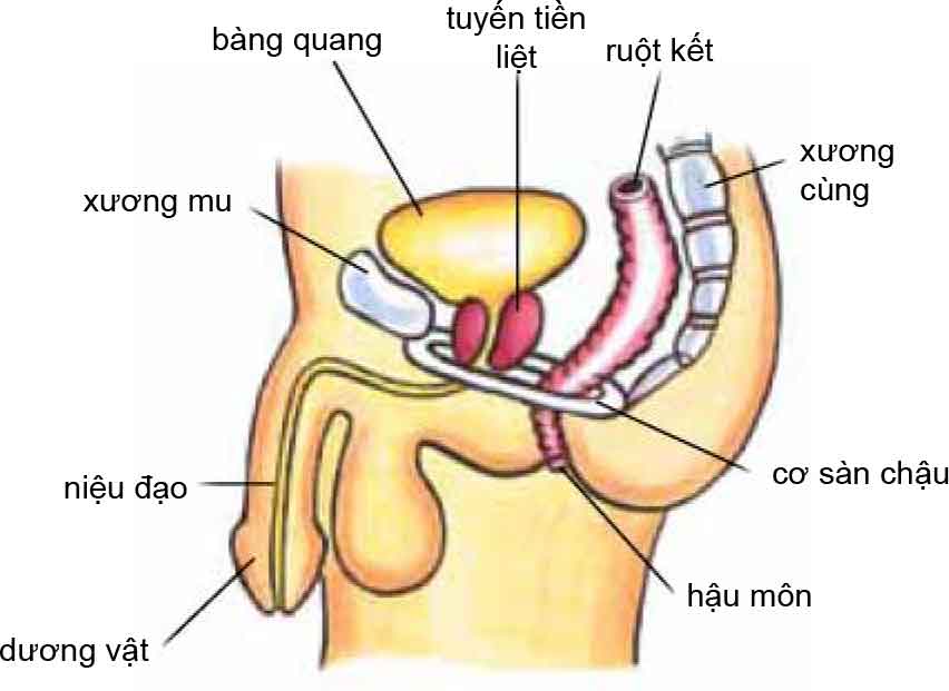 Pelvic Floor Muscles