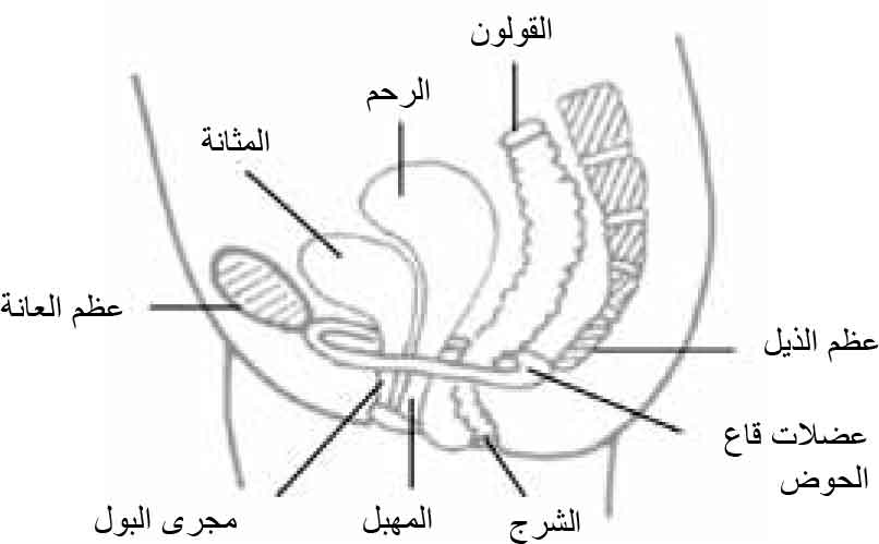 Pelvic Floor Muscle Training For Women in Arabic  Continence 