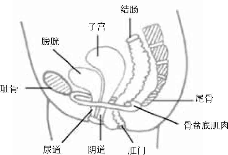 Pelvic Floor Muscle