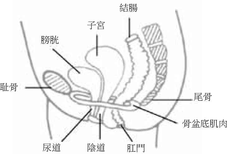 Pelvic Floor Muscle