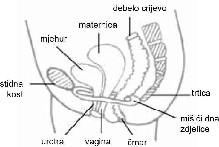 Pelvic Floor Muscle