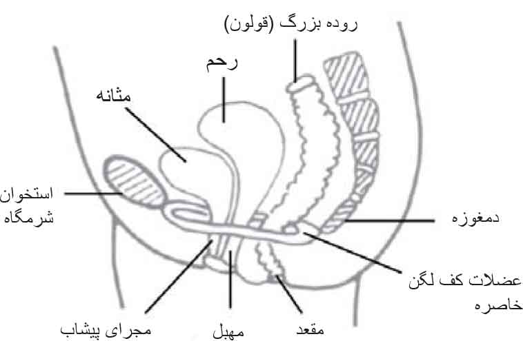 Pelvic Floor Muscle