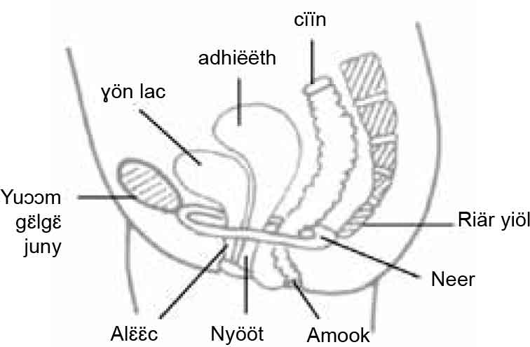 Pelvic Floor Muscle