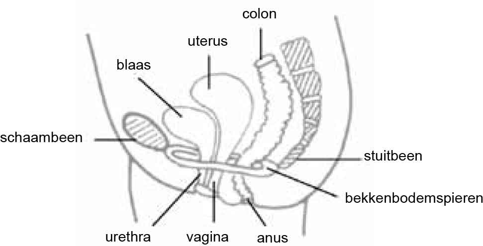 Pelvic Floor Muscle