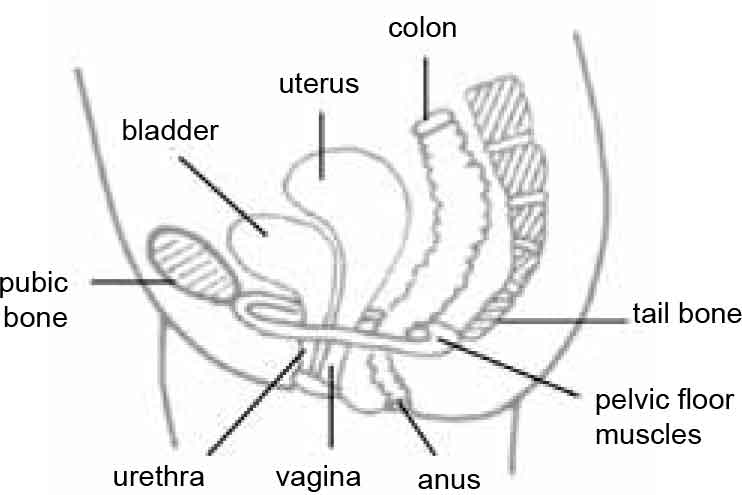 Pelvic Floor Muscle