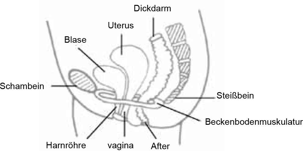 Pelvic Floor Muscle