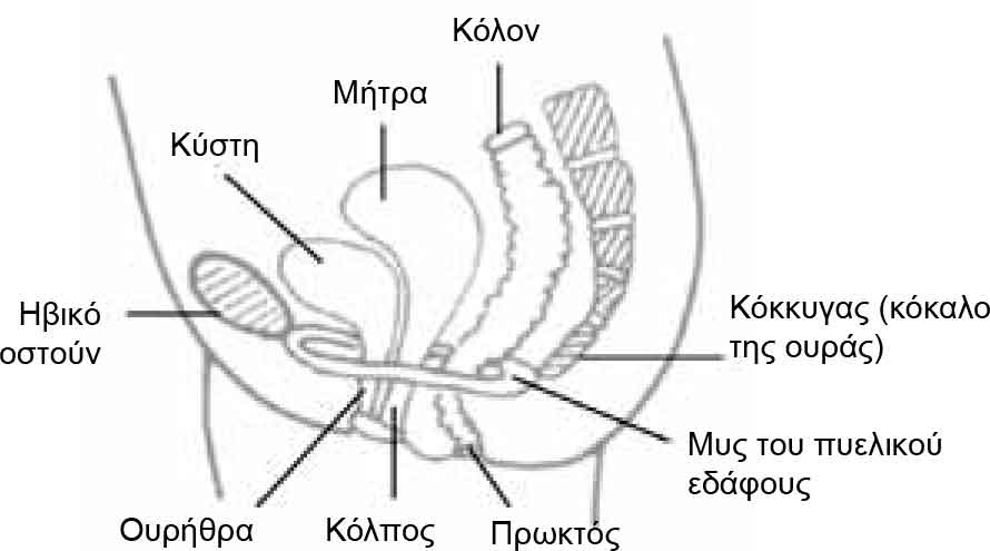 Pelvic Floor Muscle