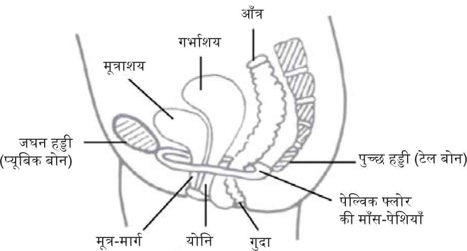 Pelvic Floor Muscle