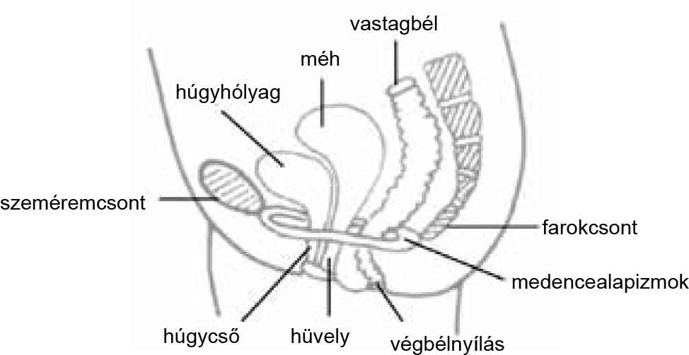 Pelvic Floor Muscle