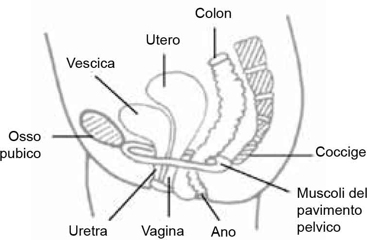 Pelvic Floor Muscle