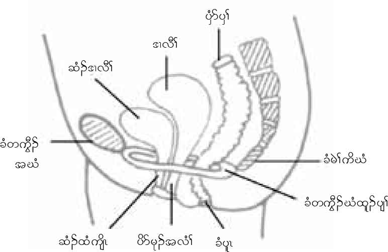 Pelvic Floor Muscle