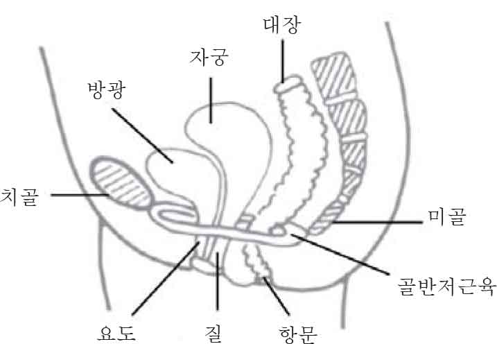 Pelvic Floor Muscle
