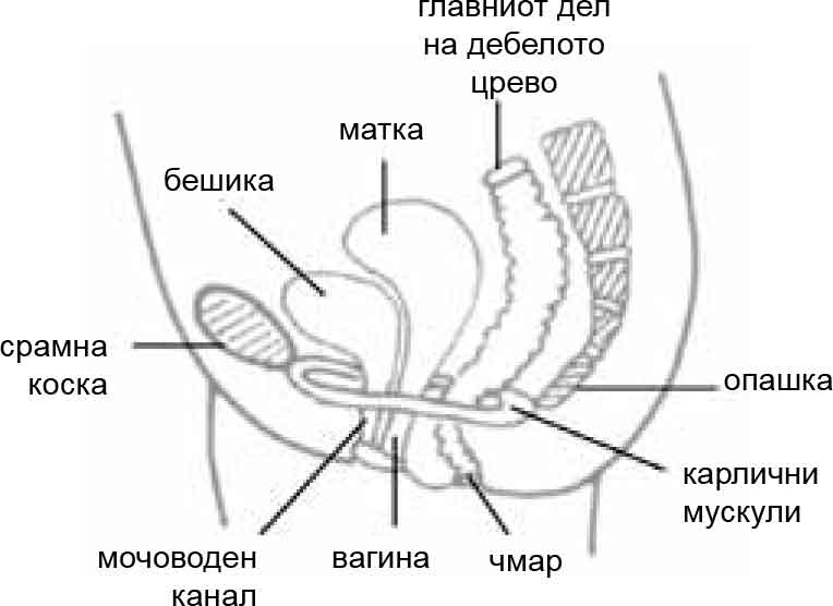 Pelvic Floor Muscle