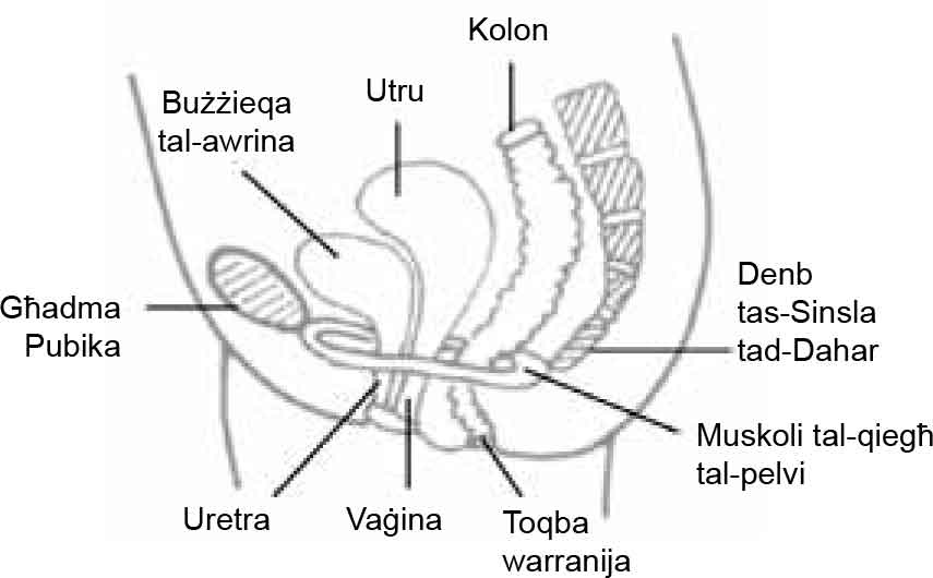 Pelvic Floor Muscle