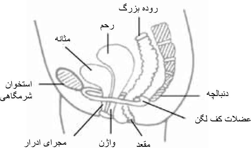 Pelvic Floor Muscle