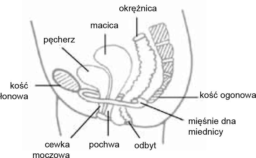 Pelvic Floor Muscle