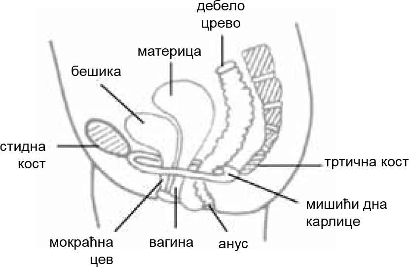 Pelvic Floor Muscle