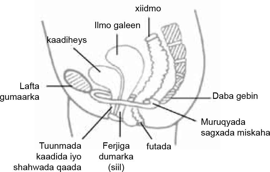 Pelvic Floor Muscle