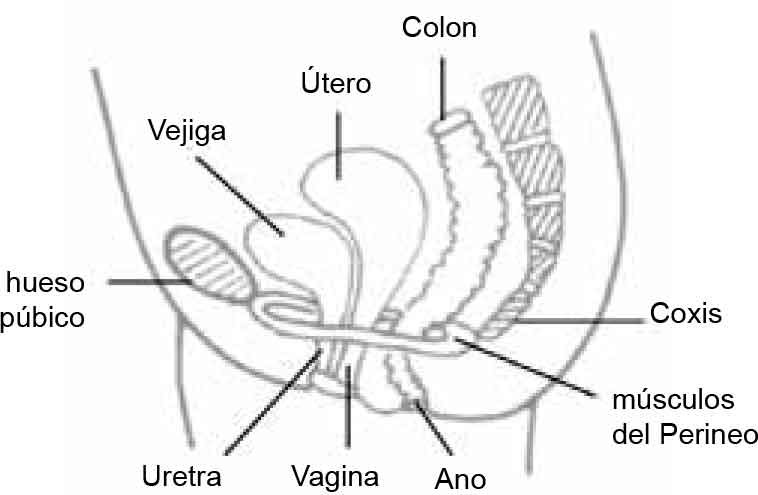 Pelvic Floor Muscle