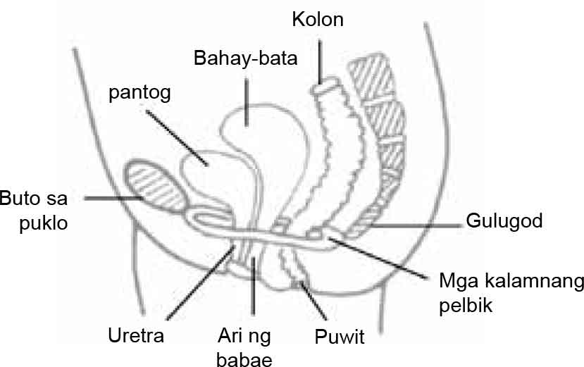 Pelvic Floor Muscle