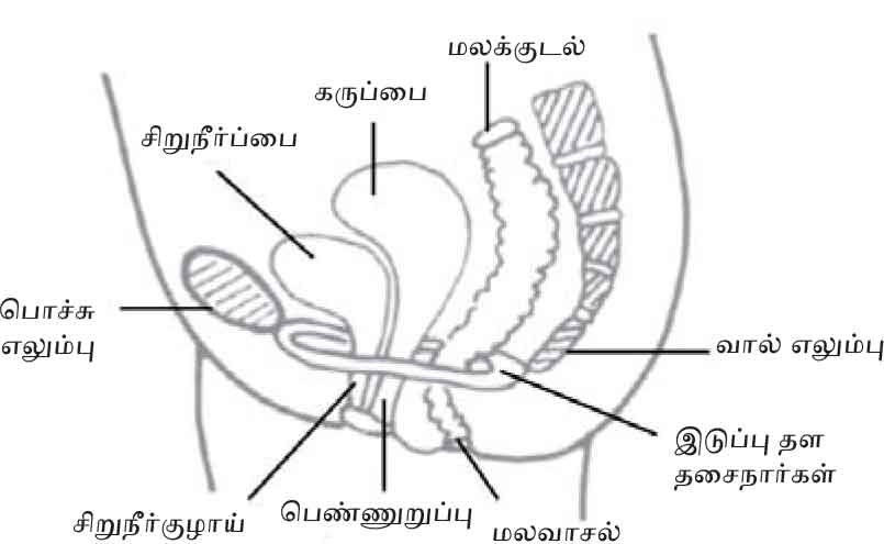 Pelvic Floor Muscle