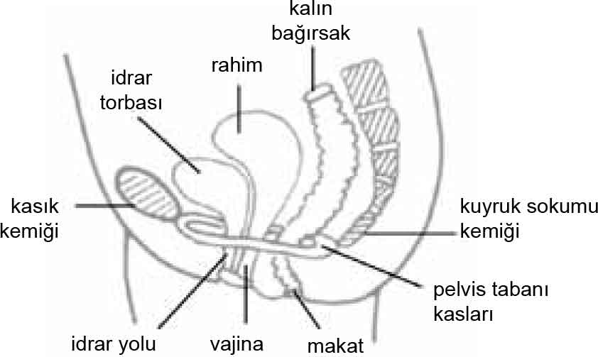 Pelvic Floor Muscle