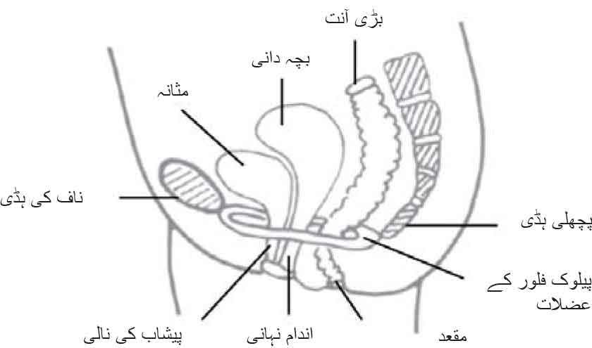 Pelvic Floor Muscle