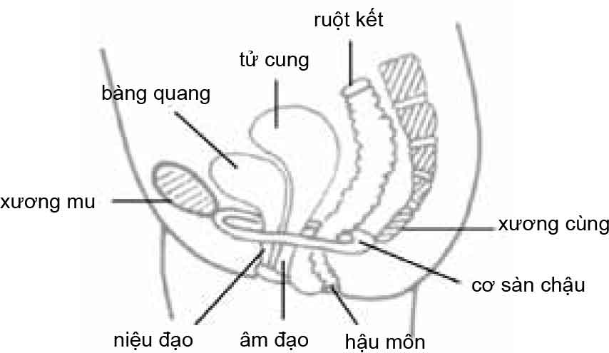 Pelvic Floor Muscle