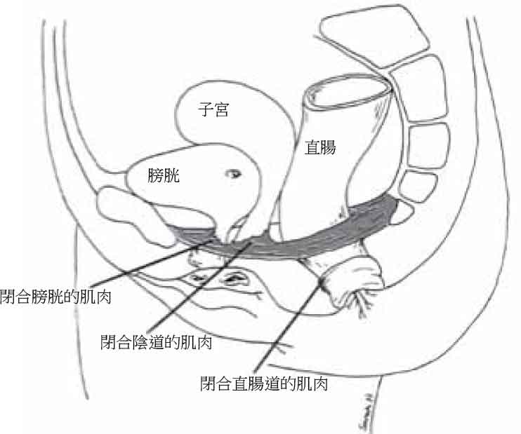 Pelvic Floor
