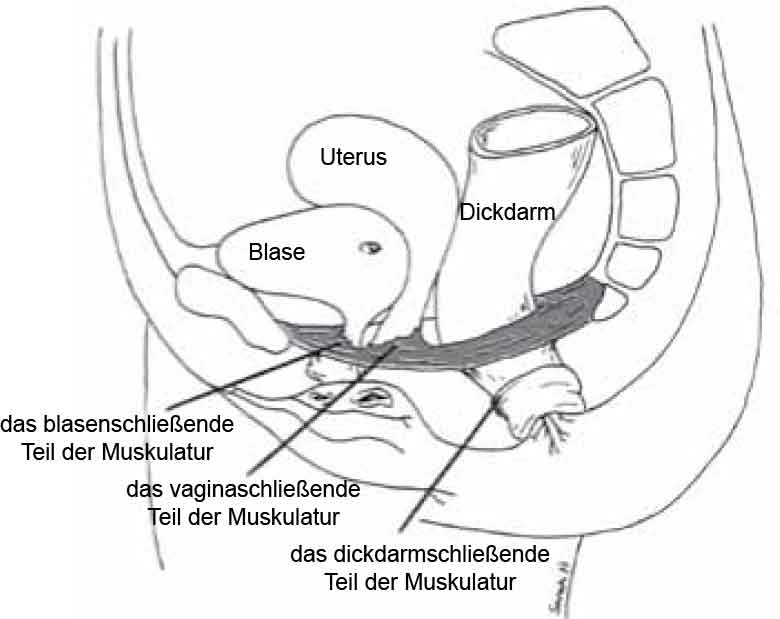 Pelvic Floor