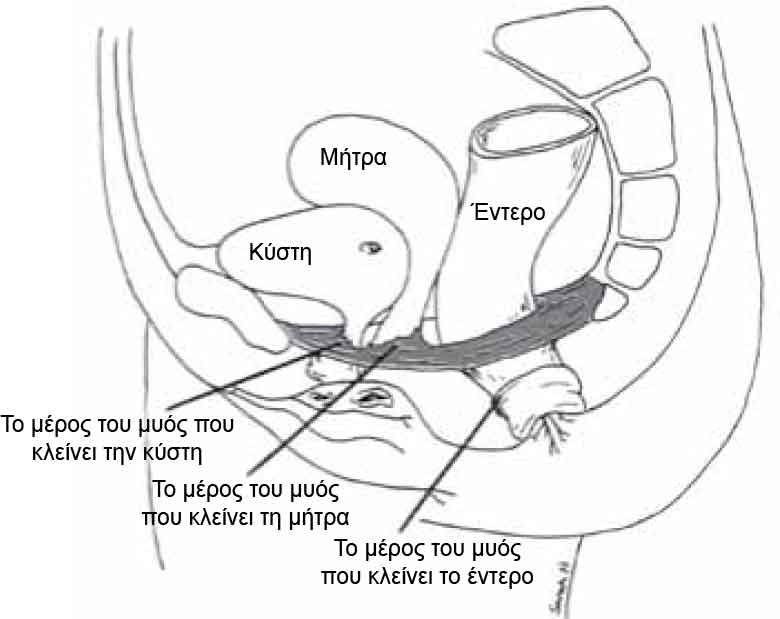 Pelvic Floor
