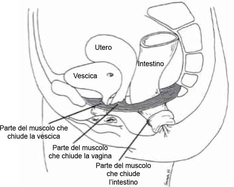 Pelvic Floor