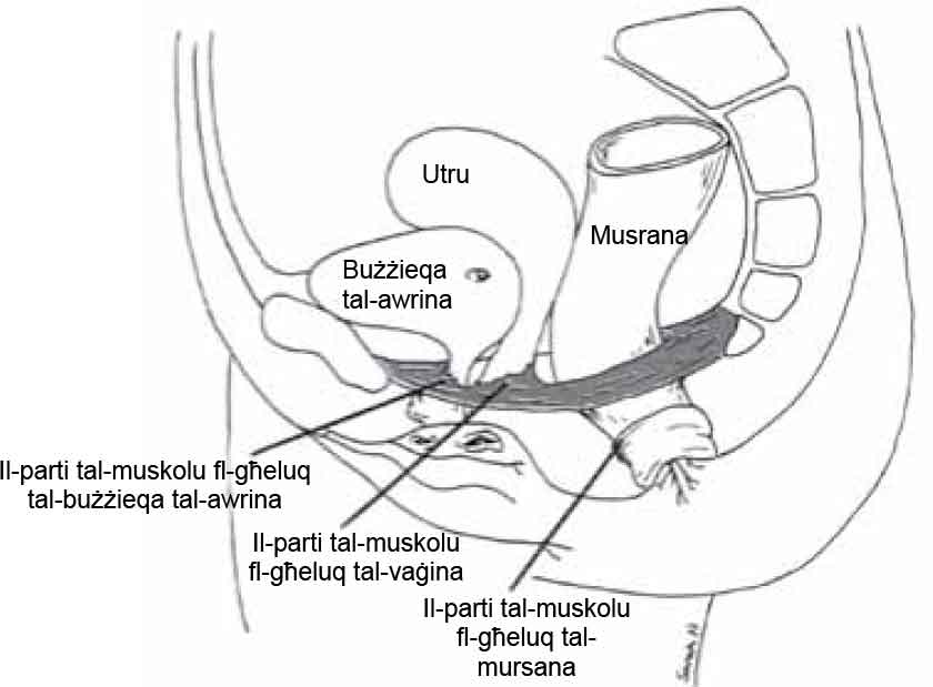Pelvic Floor
