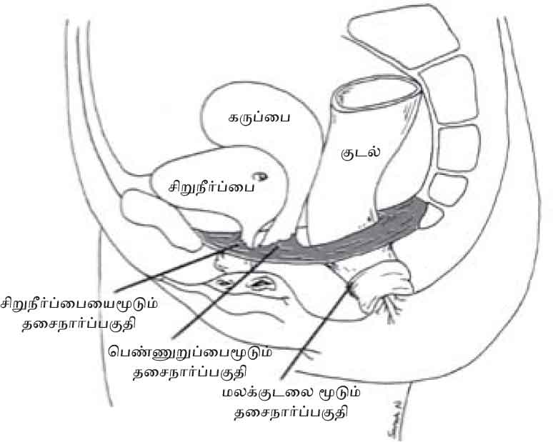 Pelvic Floor